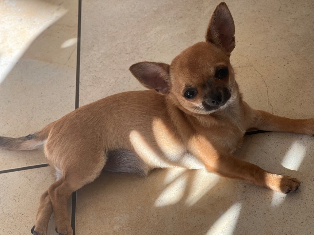 Des Matriochekas Mexicaines - Chiot disponible  - Chihuahua