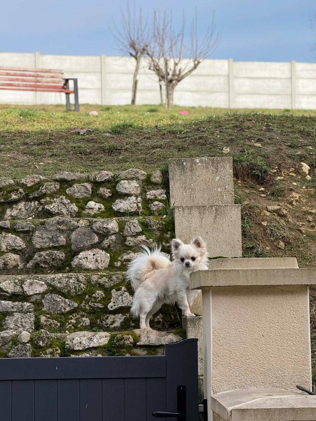 Usti petit tom Des Barons De Maule