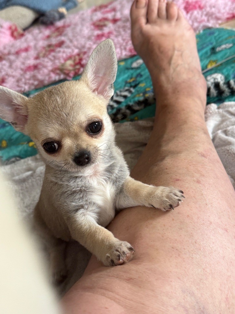 Des Matriochekas Mexicaines - Chiots disponibles - Chihuahua