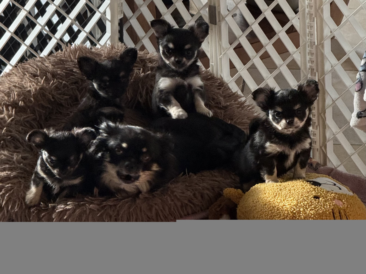 Chiot Chihuahua Des Matriochekas Mexicaines