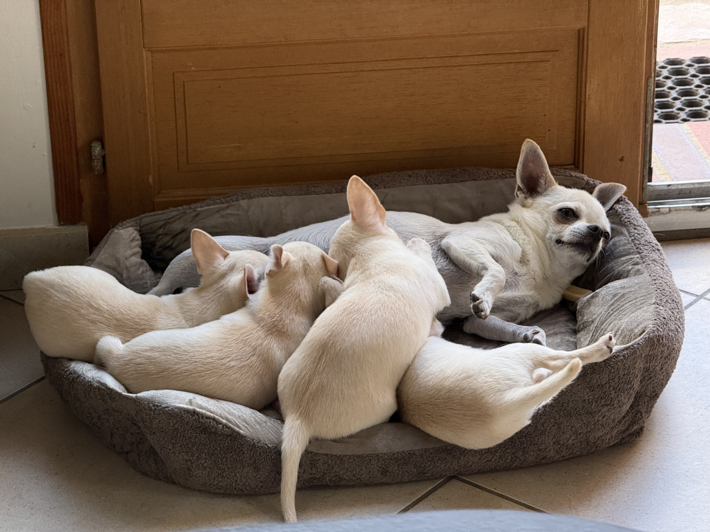 Chiot Chihuahua Des Matriochekas Mexicaines