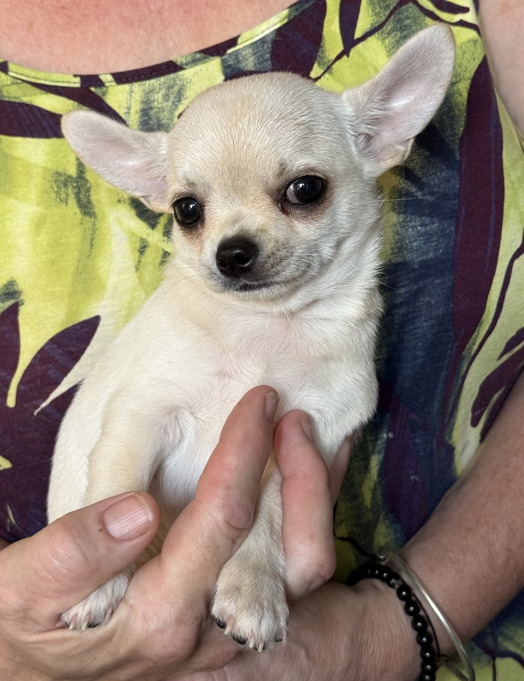 Des Matriochekas Mexicaines - Chiots disponibles - Chihuahua