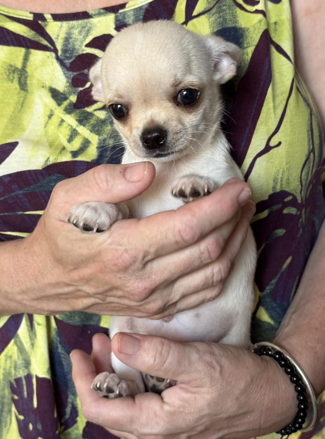 Des Matriochekas Mexicaines - Chiots disponibles - Chihuahua