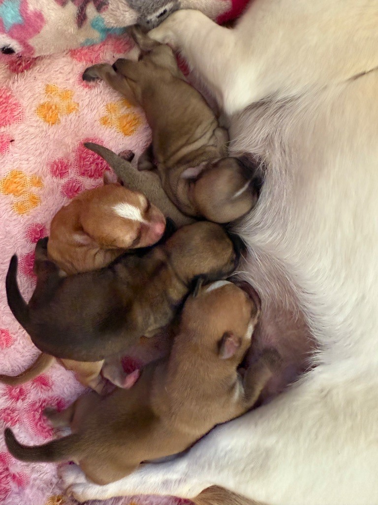 Chiot Chihuahua Des Matriochekas Mexicaines
