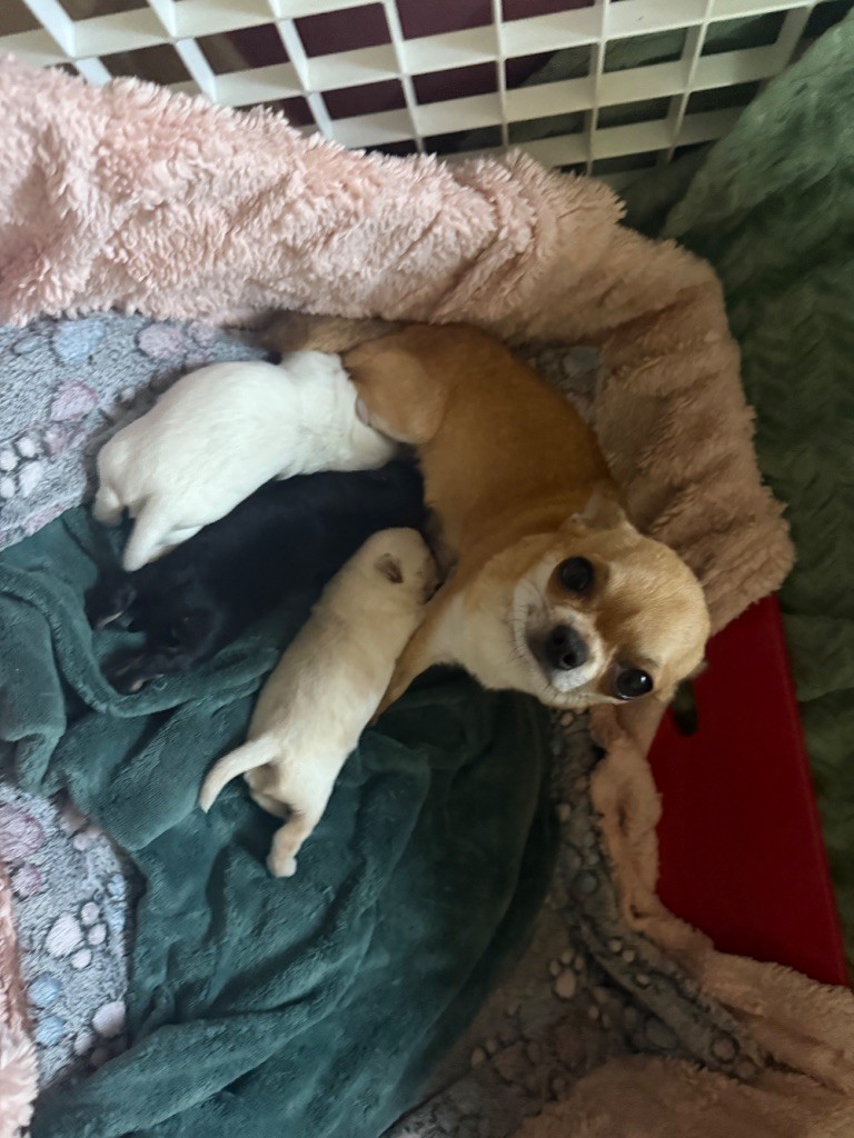 Chiot Chihuahua Des Matriochekas Mexicaines