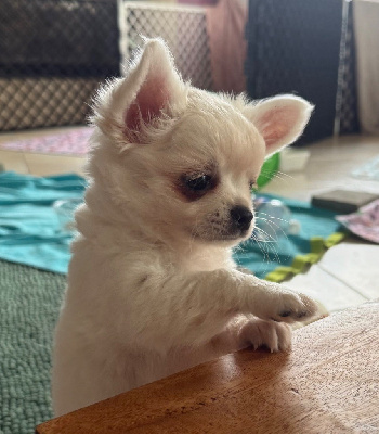 CHIOT 1 Ange 