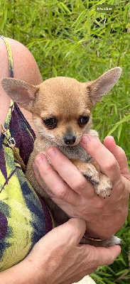 CHIOT 2: Aristo le cow boy 