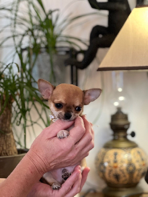 Trafalgar Des Matriochekas Mexicaines 