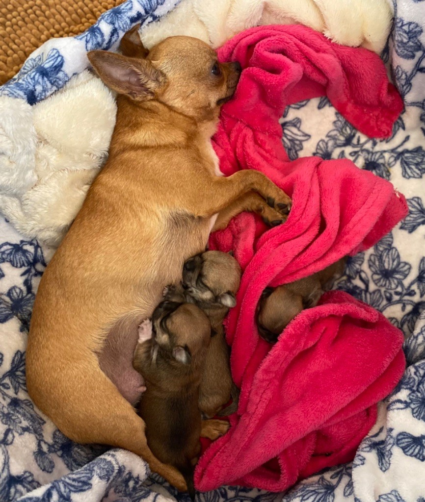 Chiot Chihuahua Des Matriochekas Mexicaines